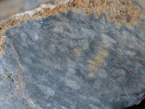 fosilní fauna ve vápenci z Propasti pod Kaplí