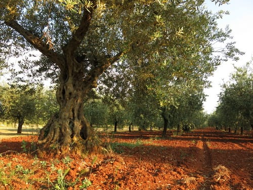 olivový háj poblíž jamy Baredine